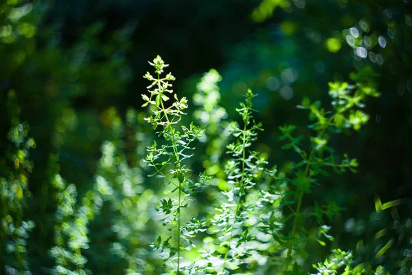 高温の太陽とフィールドでぼかしとヘリオスによる高カリウム緑の草のハーブ — ストック写真