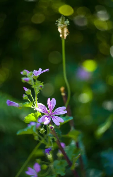 Malva Sylvestris Hierba Verde Helios Con Desenfoque Campo Con Sol —  Fotos de Stock