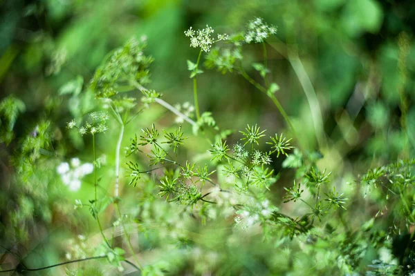 Chaerophyllum yeşil çimen bitkisi sıcak güneşli tarlada — Stok fotoğraf