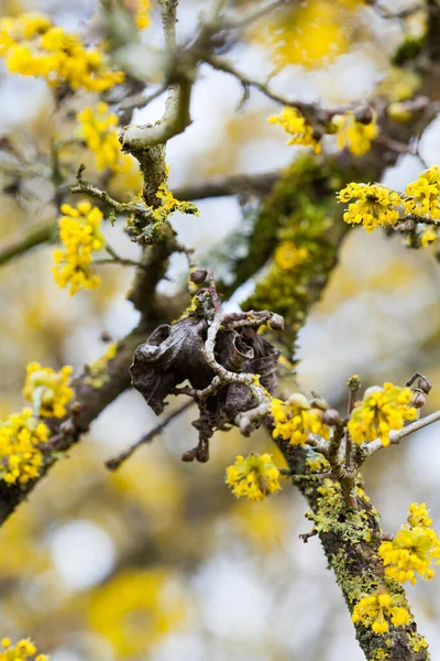 Albero di Natale cornus in fiore da fiori gialli — Foto Stock