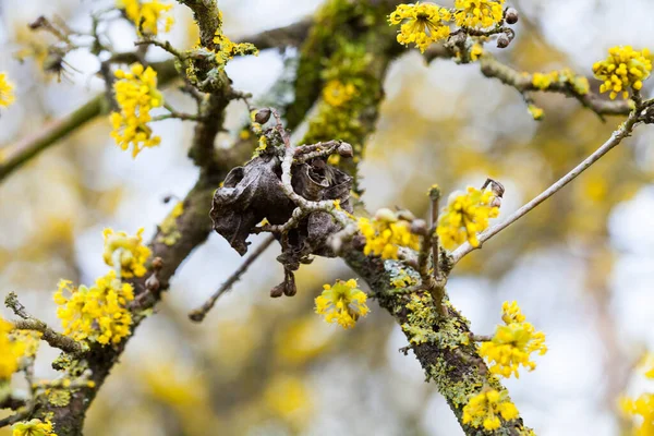 Albero di Natale cornus in fiore da fiori gialli — Foto Stock