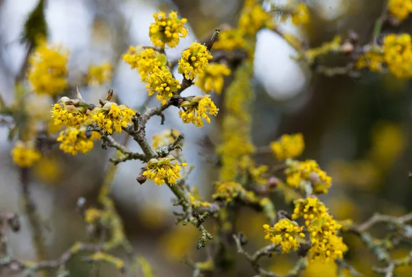 Cornus mas árvore em flor por flores amarelas — Fotografia de Stock