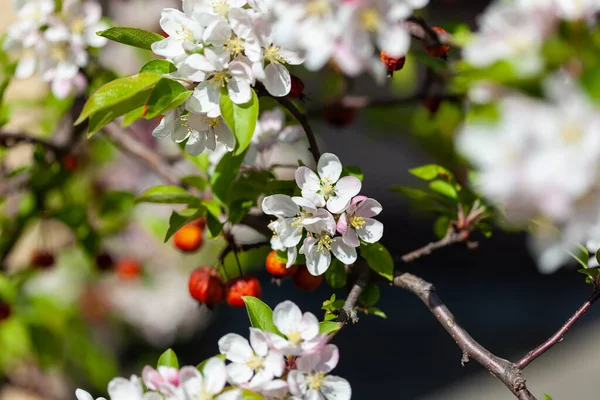 Apple Tree Blossom Flowers Small Pink Mini — Stock Photo, Image