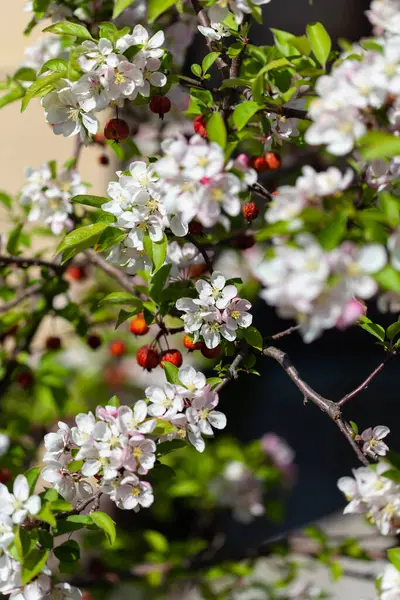 Apple Tree Blossom Flowers Small Pink Mini — Stock Photo, Image