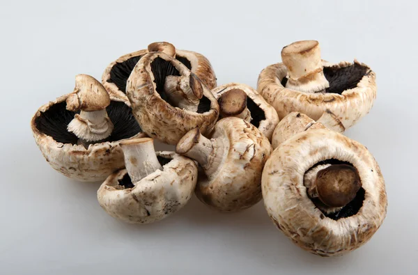 Mushroom champignons — Stock Photo, Image