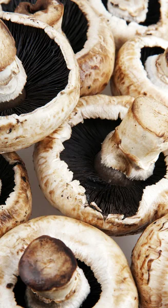 Funghi champignons — Foto Stock