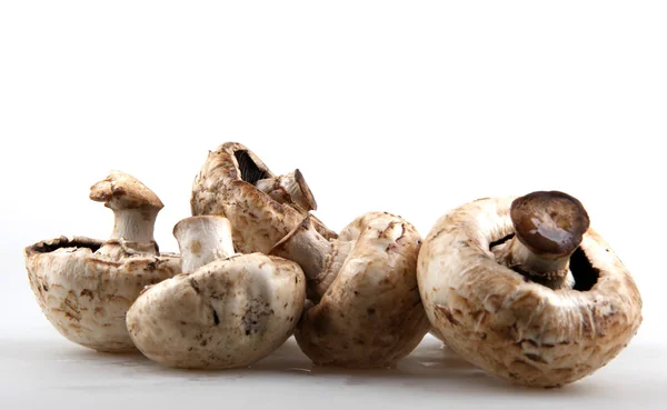 Mushroom champignons — Stock Photo, Image