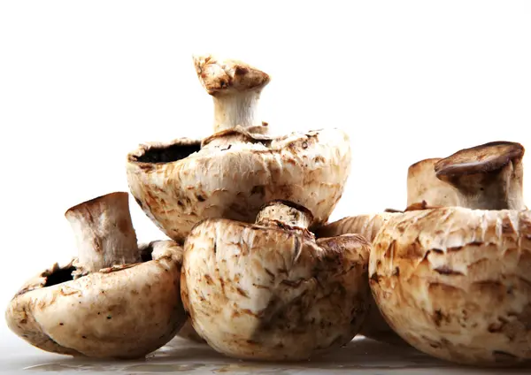 蘑菇香菇 — 图库照片
