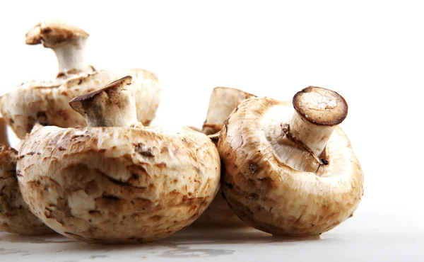 Mushroom champignons — Stock Photo, Image