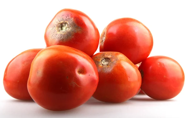 新鲜番茄 — 图库照片