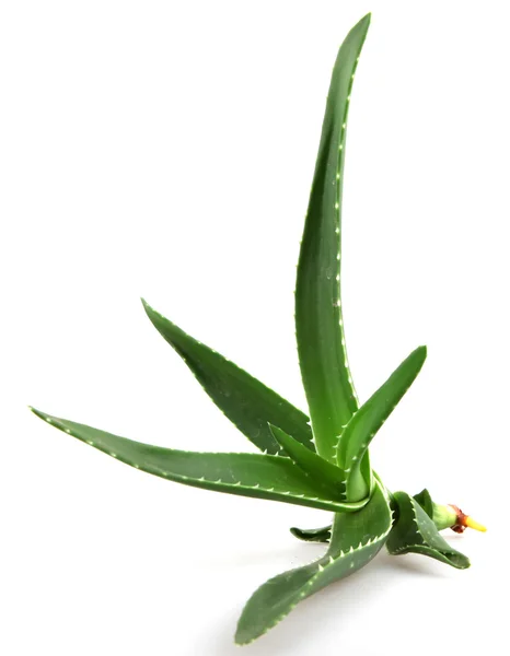 Aloe vera — Stockfoto