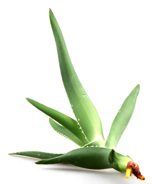 Aloe Vera — Stockfoto