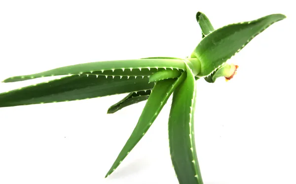 Aloe vera — Fotografia de Stock