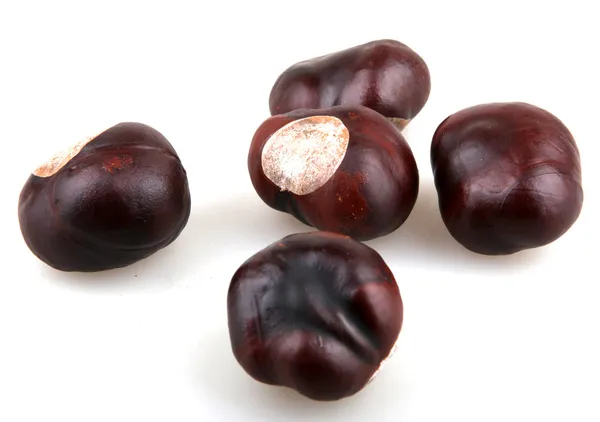 Chestnut — Stock Photo, Image