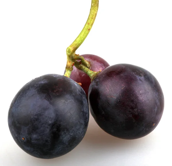 Fekete szőlő — Stock Fotó