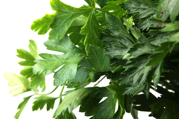 Groene bladeren van peterselie — Stockfoto