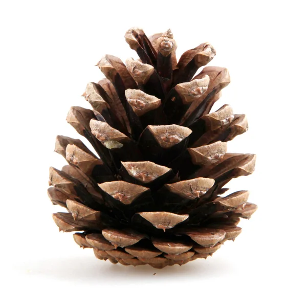 Pine cones — Stock Photo, Image