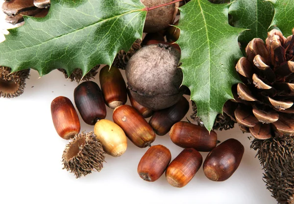 Conjunto de elementos de la naturaleza otoño —  Fotos de Stock