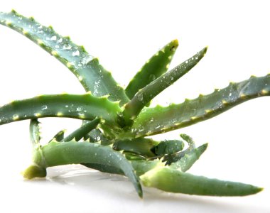 aloe vera