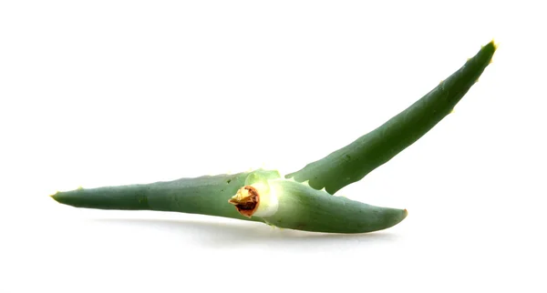 Aloe vera — Stockfoto