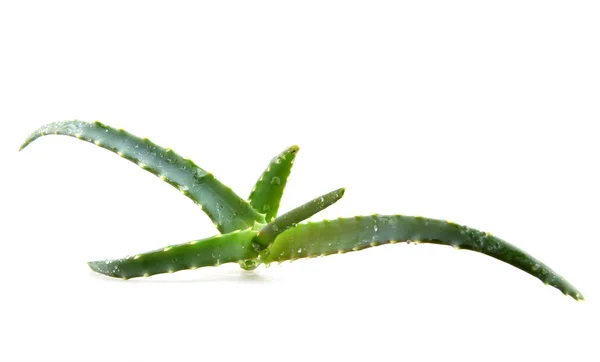 Aloe vera — Stock Photo, Image