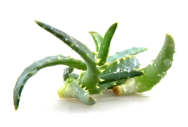 Aloe vera — Foto Stock