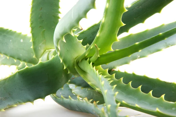 Aloe vera — Foto de Stock