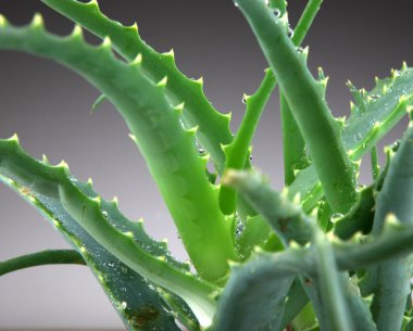 aloe vera yaprağı
