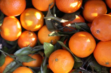 sebze ve meyve sepeti