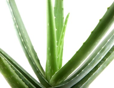 aloe vera bitkisi beyaz üzerine izole