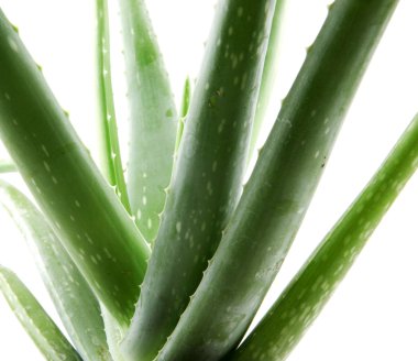 aloe vera bitkisi beyaz üzerine izole