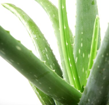 aloe vera bitkisi beyaz üzerine izole