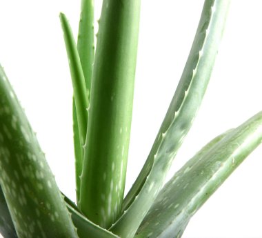 aloe vera bitkisi beyaz üzerine izole