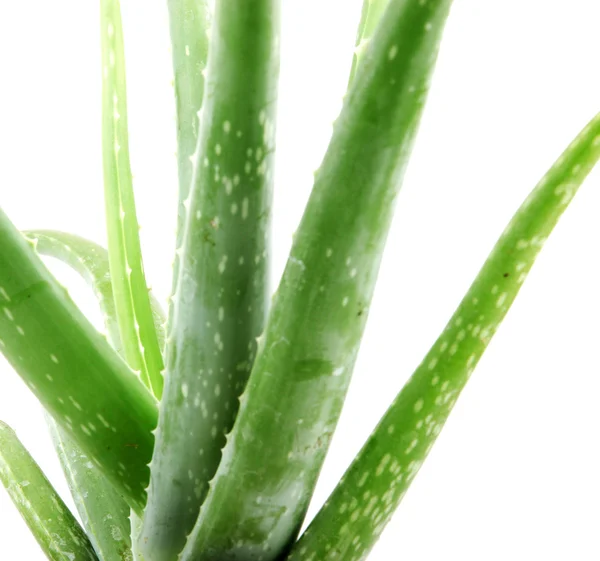 Tumbuhan vera aloe terisolasi di atas putih — Stok Foto