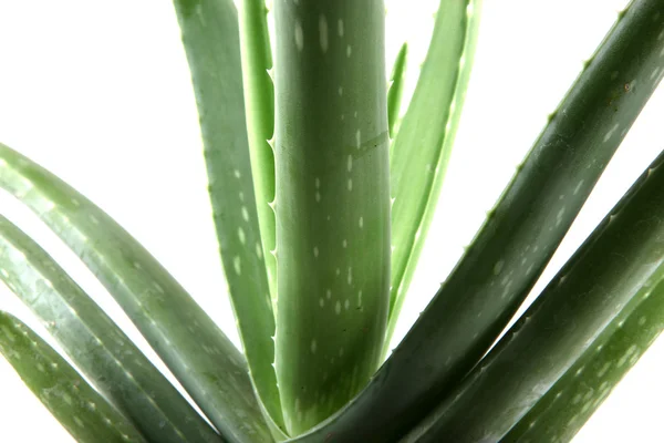 Aloe vera növény izolált fehér — Stock Fotó