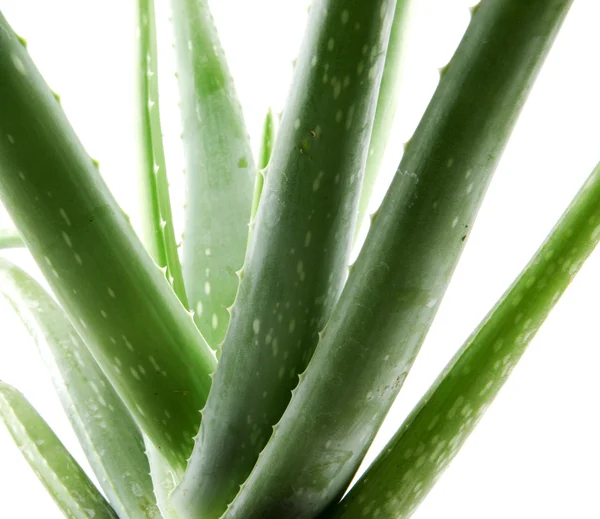 Tumbuhan vera aloe terisolasi di atas putih — Stok Foto