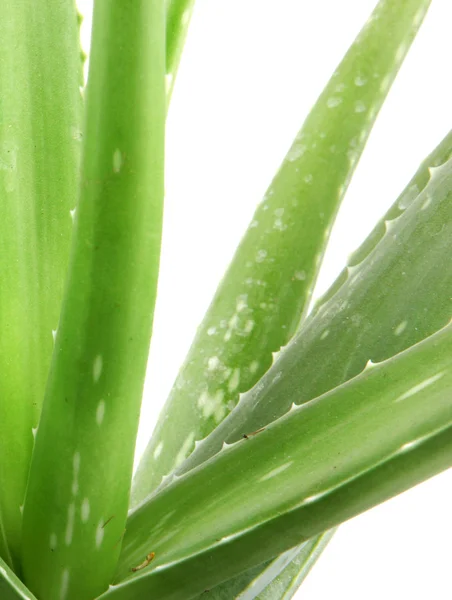 Planta de aloe vera aislada en blanco — Foto de Stock