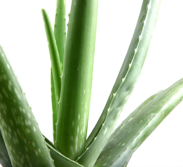 Pianta di aloe vera isolata su bianco — Foto Stock