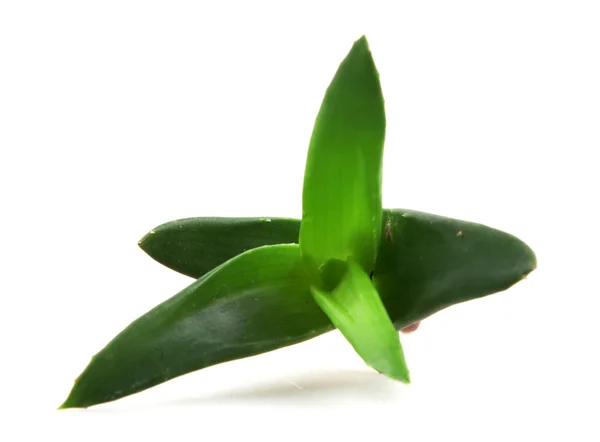 Aloe vera növény izolált fehér — Stock Fotó