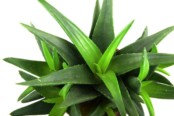 Planta aloe vera isolado em branco — Fotografia de Stock