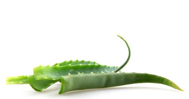 aloe vera yaprağı