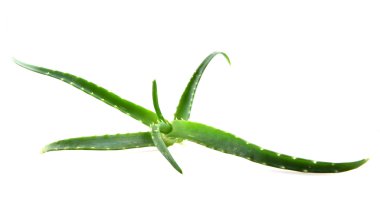 aloe vera yaprağı