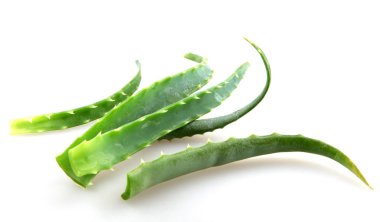 aloe vera yaprağı