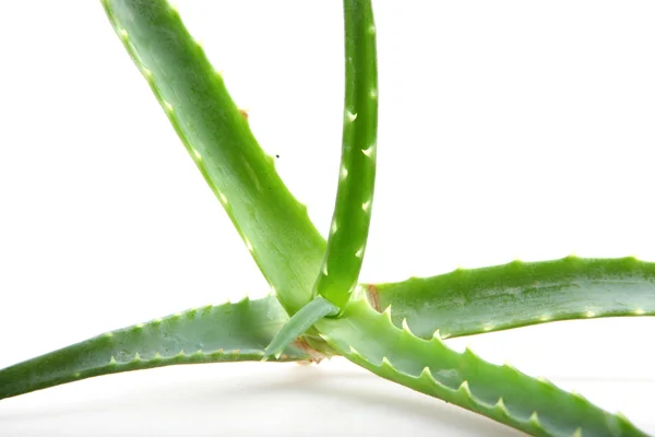 Liści aloe vera — Zdjęcie stockowe