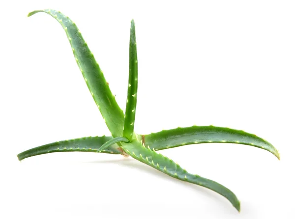 Blätter der Aloe Vera — Stockfoto