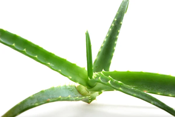 Aloe vera blader – stockfoto