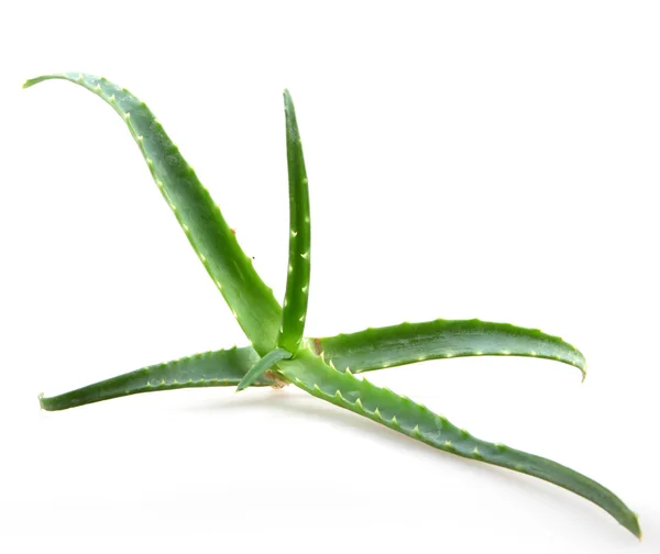 Aloe vera yaprağı — Stok fotoğraf