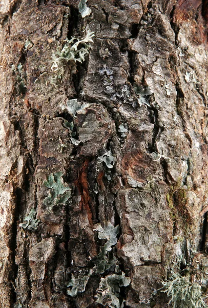 Holz Hintergrund — Stockfoto