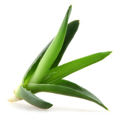 aloe vera yaprağı