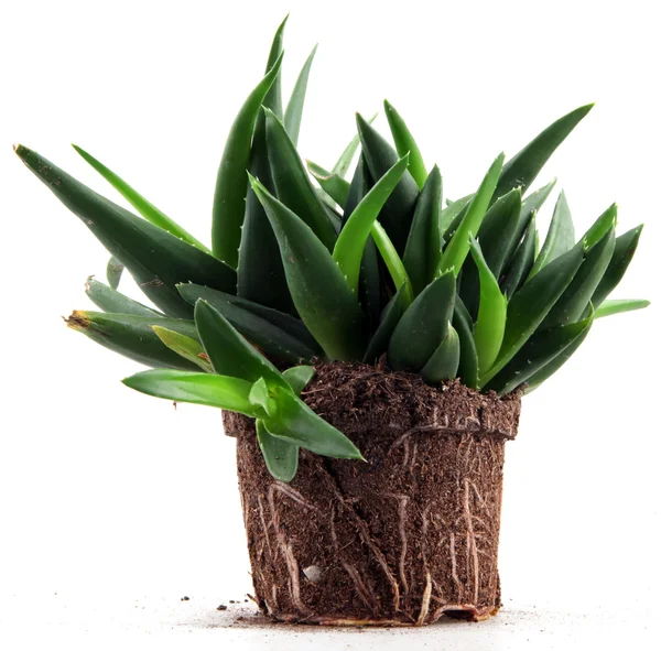 Hojas de aloe vera — Foto de Stock